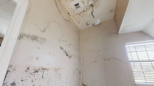 Best Asbestos and Lead Testing During Mold Inspection  in Vincent, CA