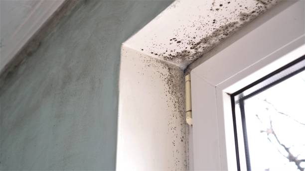 Best Commercial Mold Inspection  in Vincent, CA
