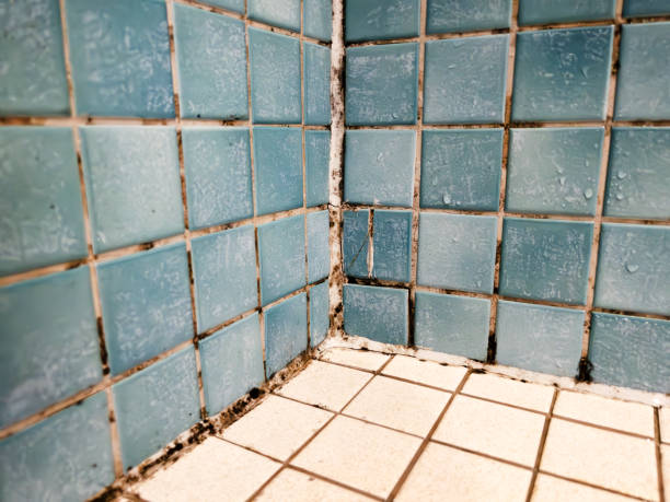 Best Mold Documentation for Insurance Claims  in Vincent, CA