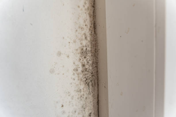 Best Industrial Mold Remediation  in Vincent, CA
