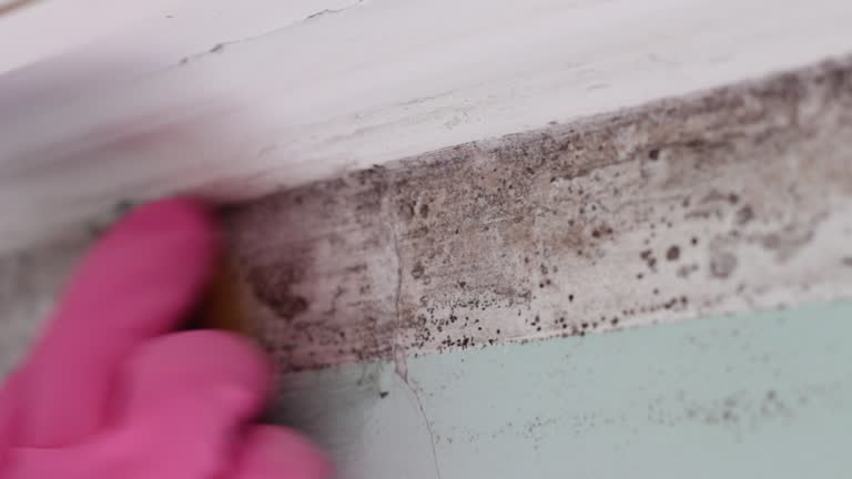 Best Basement Mold Removal  in Vincent, CA